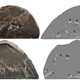 The fossil (left) and the location of the embryos (right). The bands that streak across the fossil are the mother’s ribs.